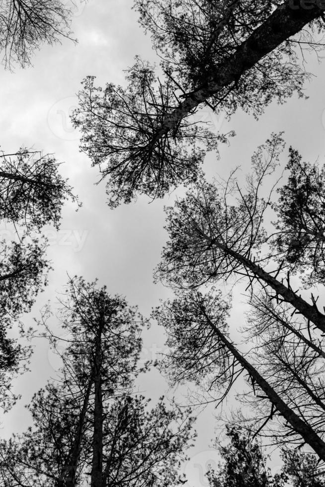 haute épicéa en haut contre le ciel photo