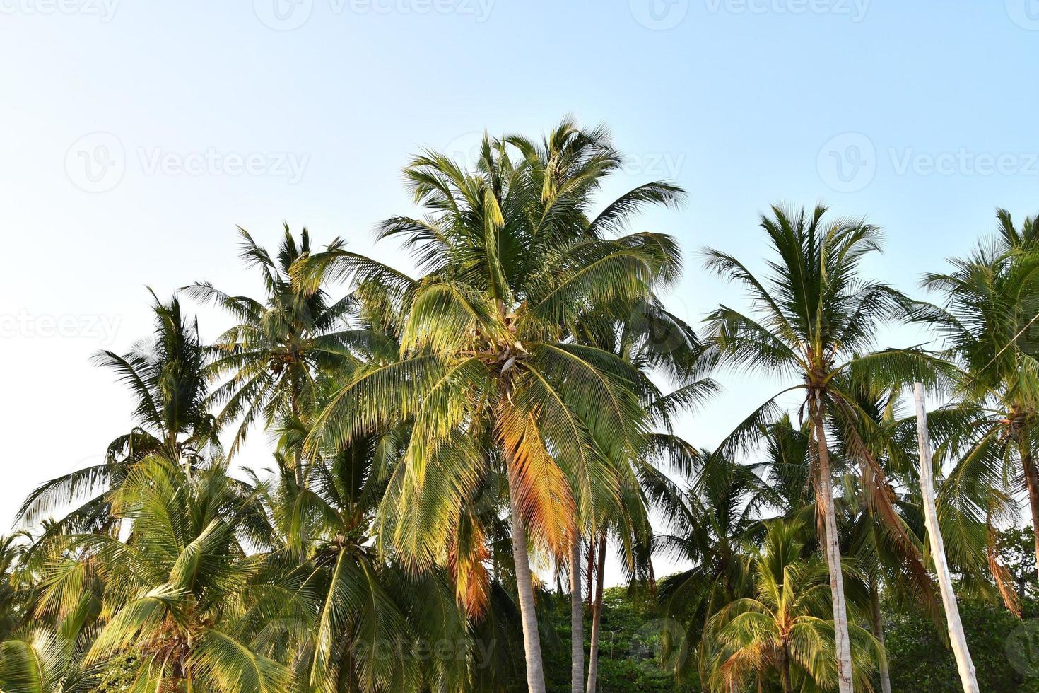 Contexte avec des arbres photo