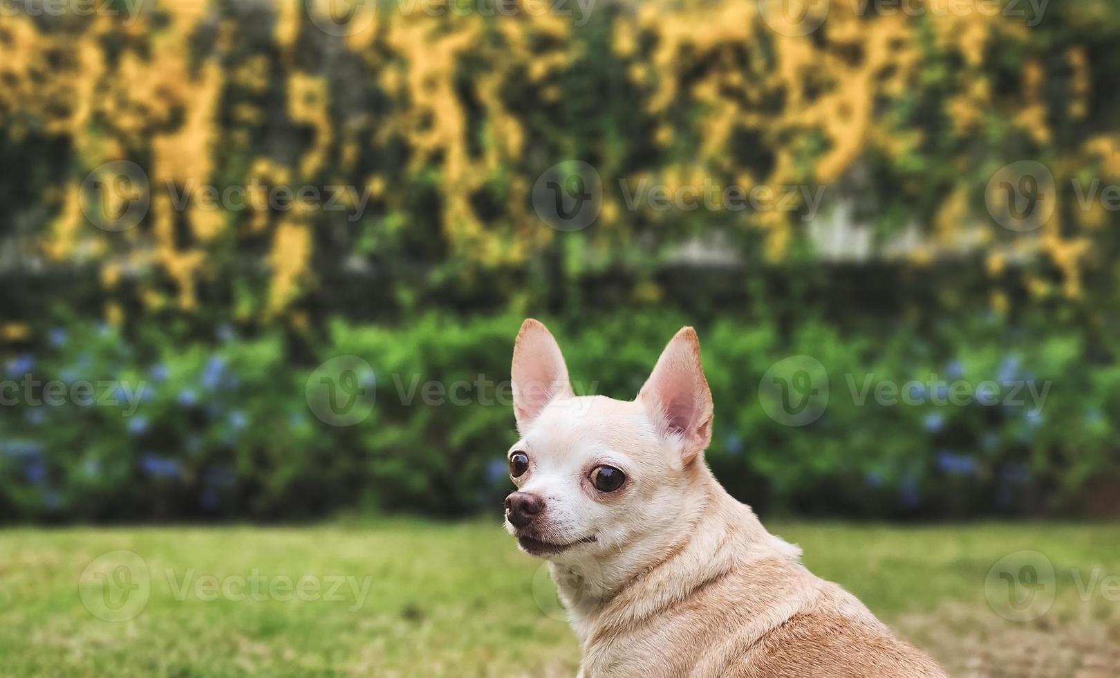 marron court cheveux chihuahua chien séance sur vert herbe dans le jardin avec Jaune fleurs fond noir, à la recherche à caméra. photo