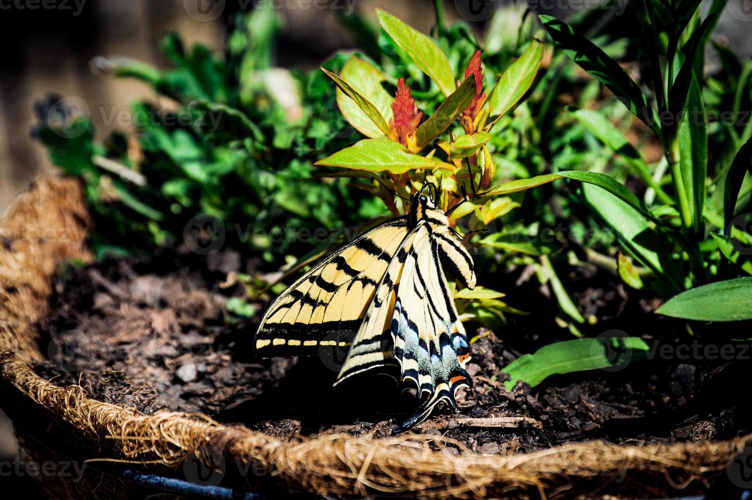 une Jaune et noir machaon papillon est juste départ à émerger de ses cocon et avoir prêt à voler. photo