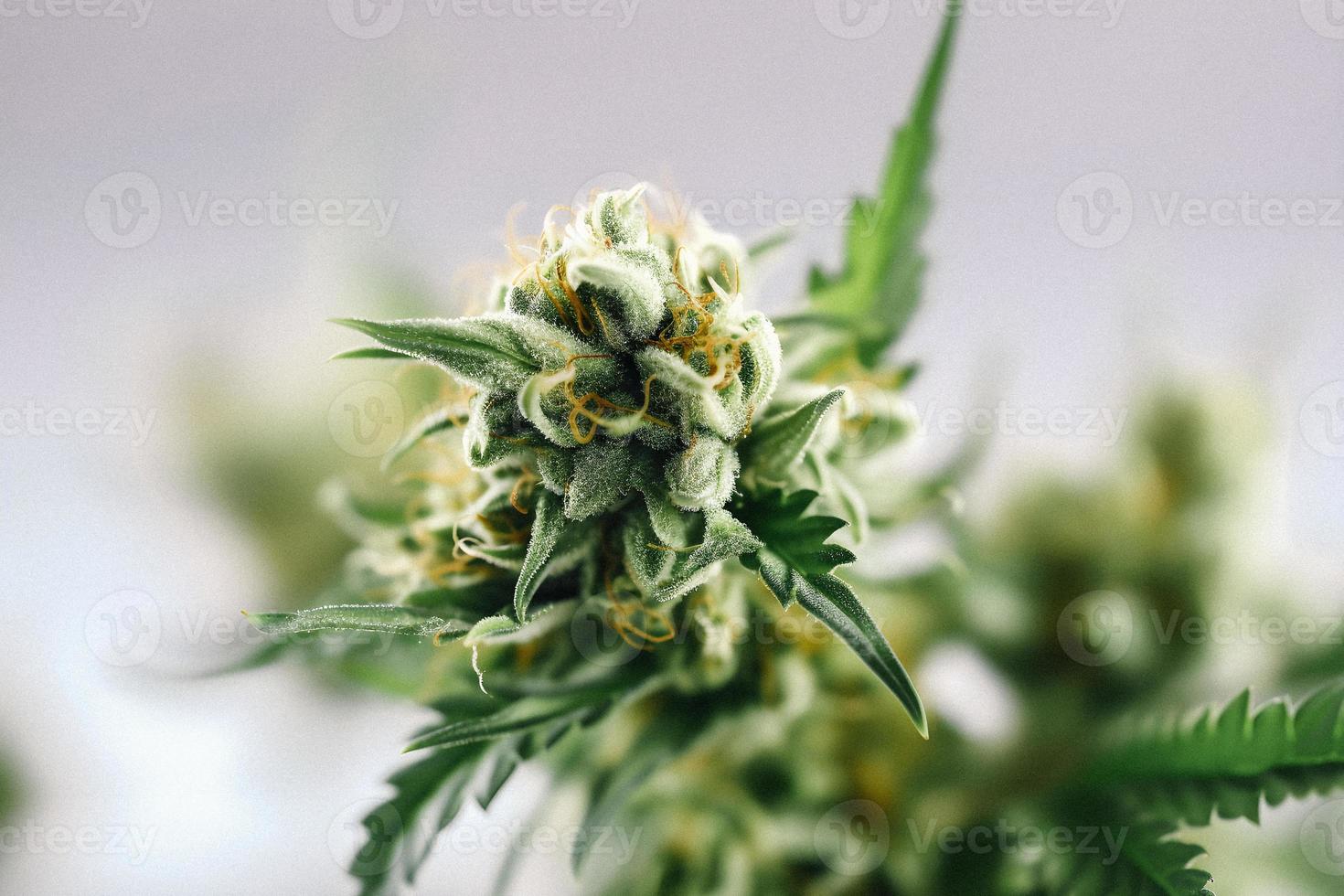 une haute résolution photographier de une marijuana sativa bourgeon sur une blanc Contexte photo