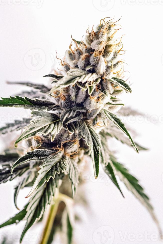 une haute résolution photographier de une marijuana sativa bourgeon sur une blanc Contexte photo