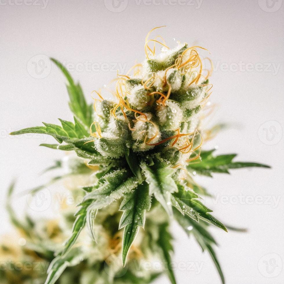 une haute résolution photographier de une marijuana sativa bourgeon sur une blanc Contexte photo