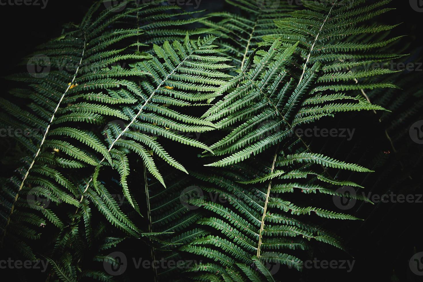 original vert fougère feuilles sur une foncé Contexte dans le forêt sur une été journée photo