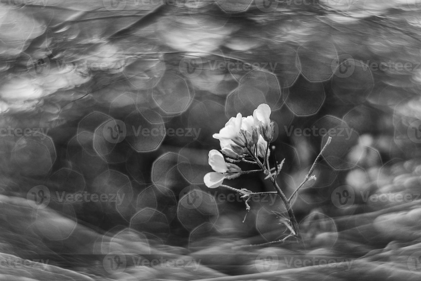 peu délicat l'automne fleurs dans le jardin sur une Contexte avec bokeh photo