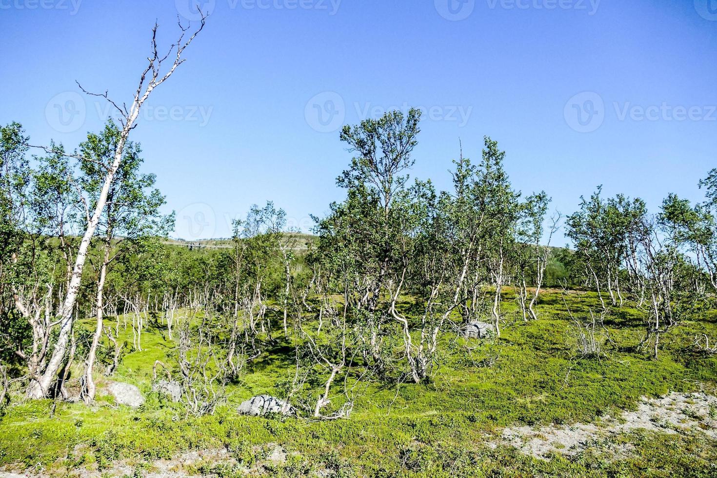 dans le région sauvage photo