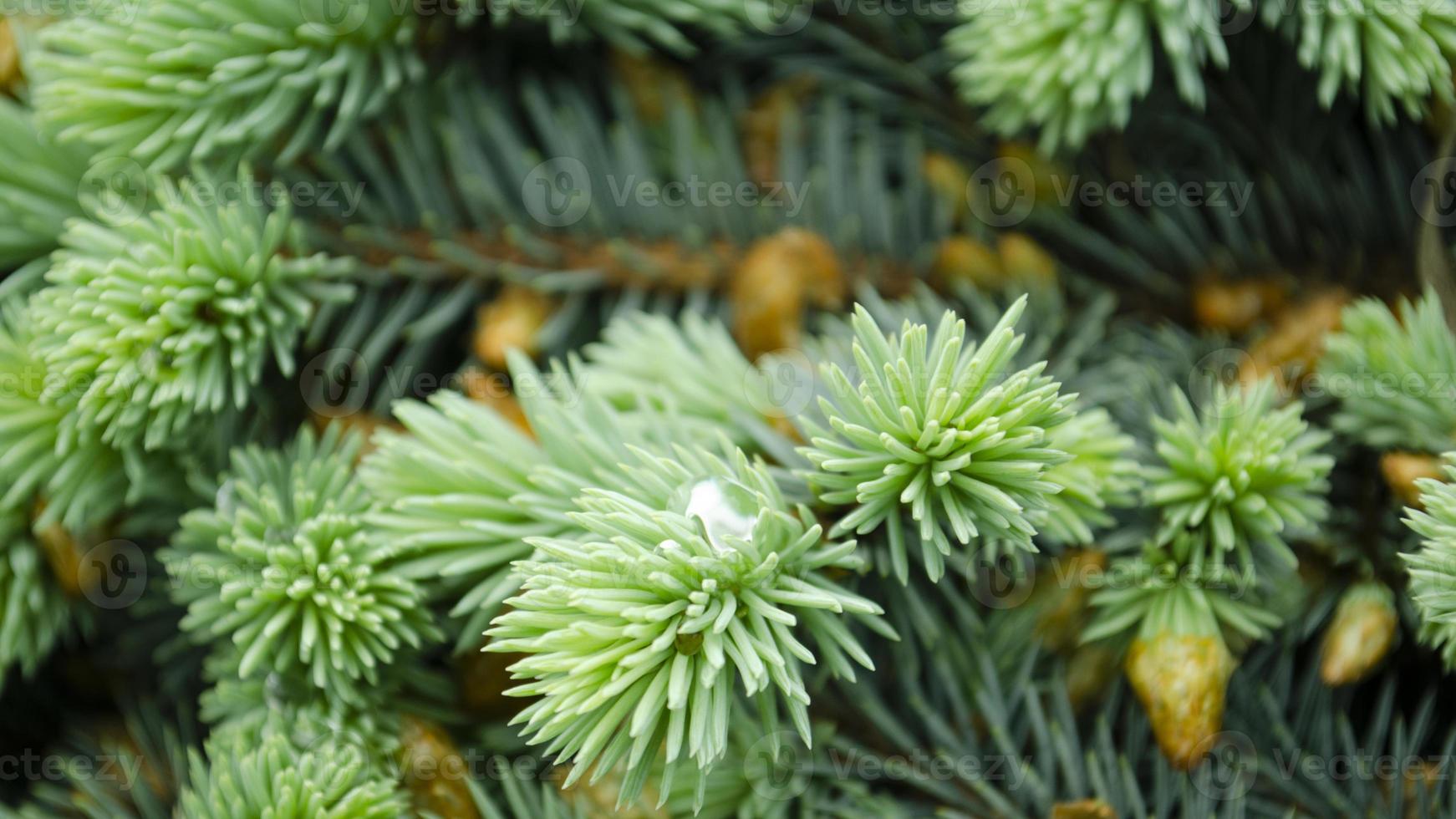 sélectif concentrer la nature photo. fermer photo de vert aiguille pin arbre. petit pin cônes et goutte de pluie sur le branches. flou pin aiguilles dans Contexte