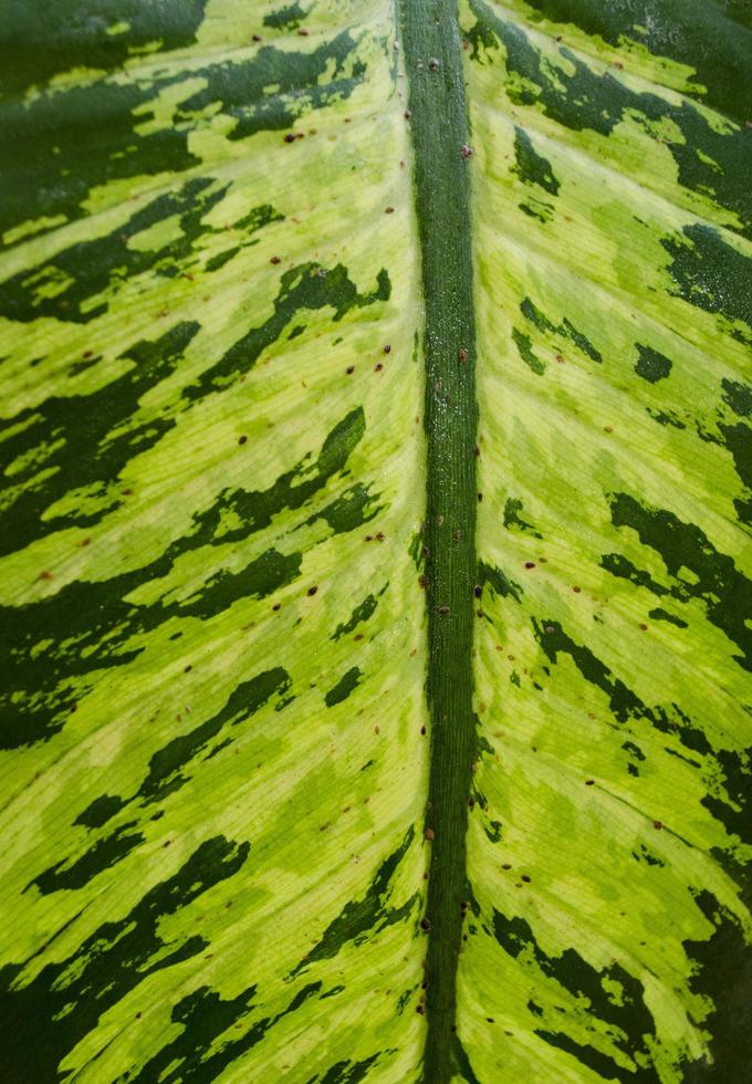 vert tropical feuille texture. le vert feuille fermer. brillant vert la nature couleurs. photo