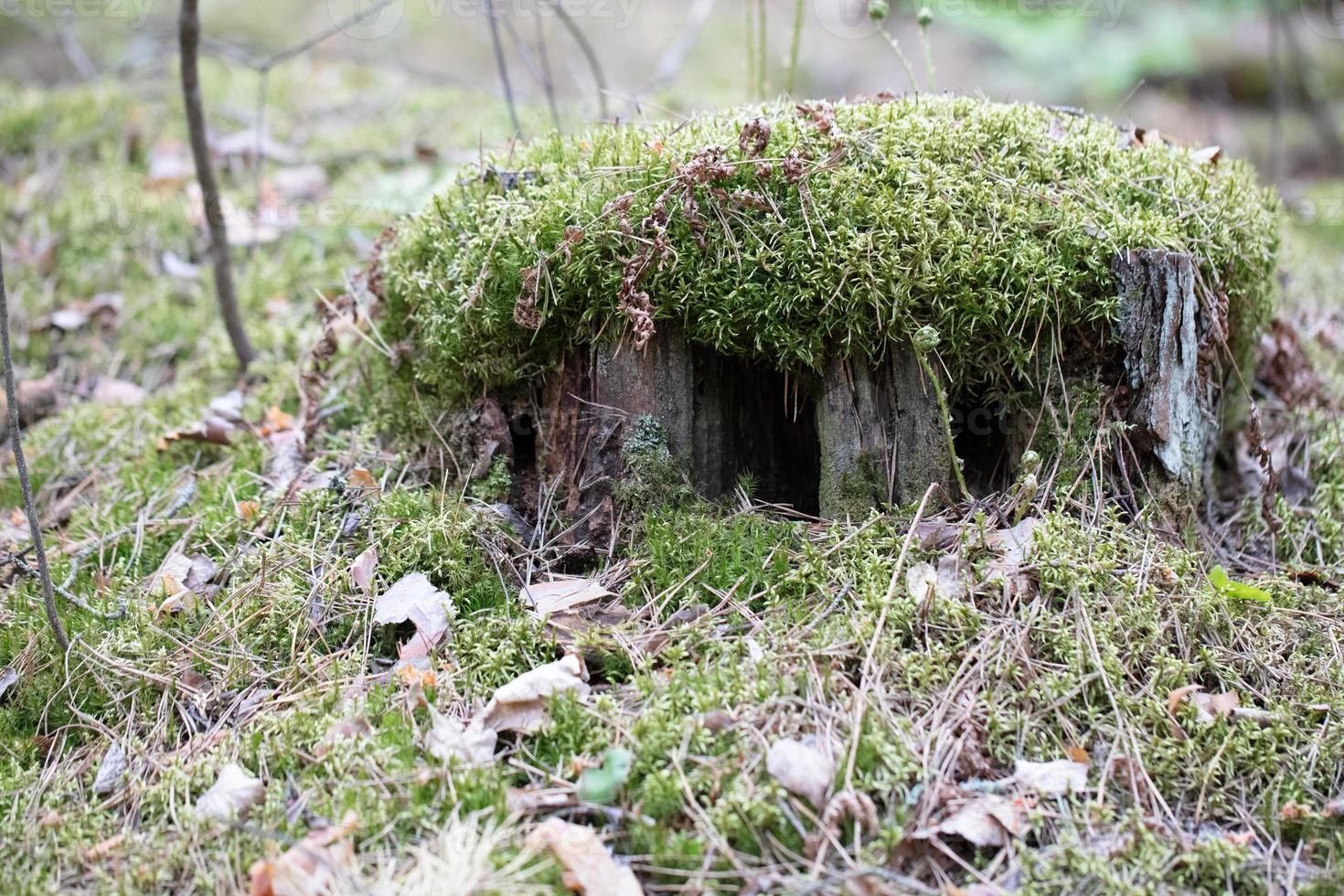 vieux souche dans le forêt, lequel est couvert avec mousse. photo
