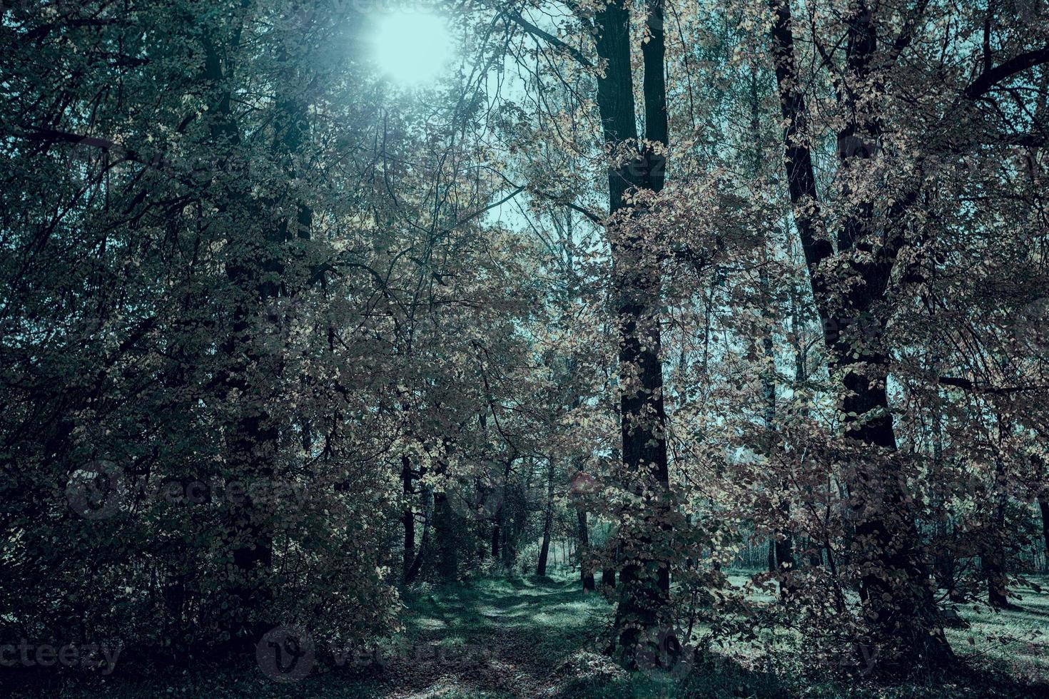 fantastique forêt paysage. fabuleux foncé forêt avec brillant Soleil. photo