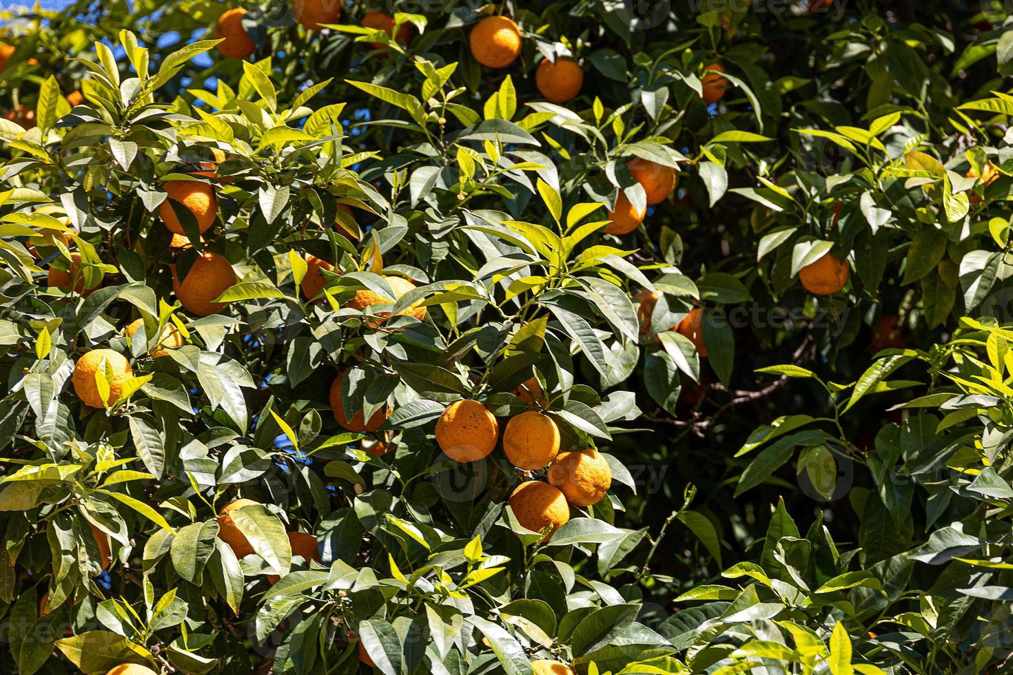 manaryn arbre avec Orange des fruits contre le Contexte de herbe feuilles photo