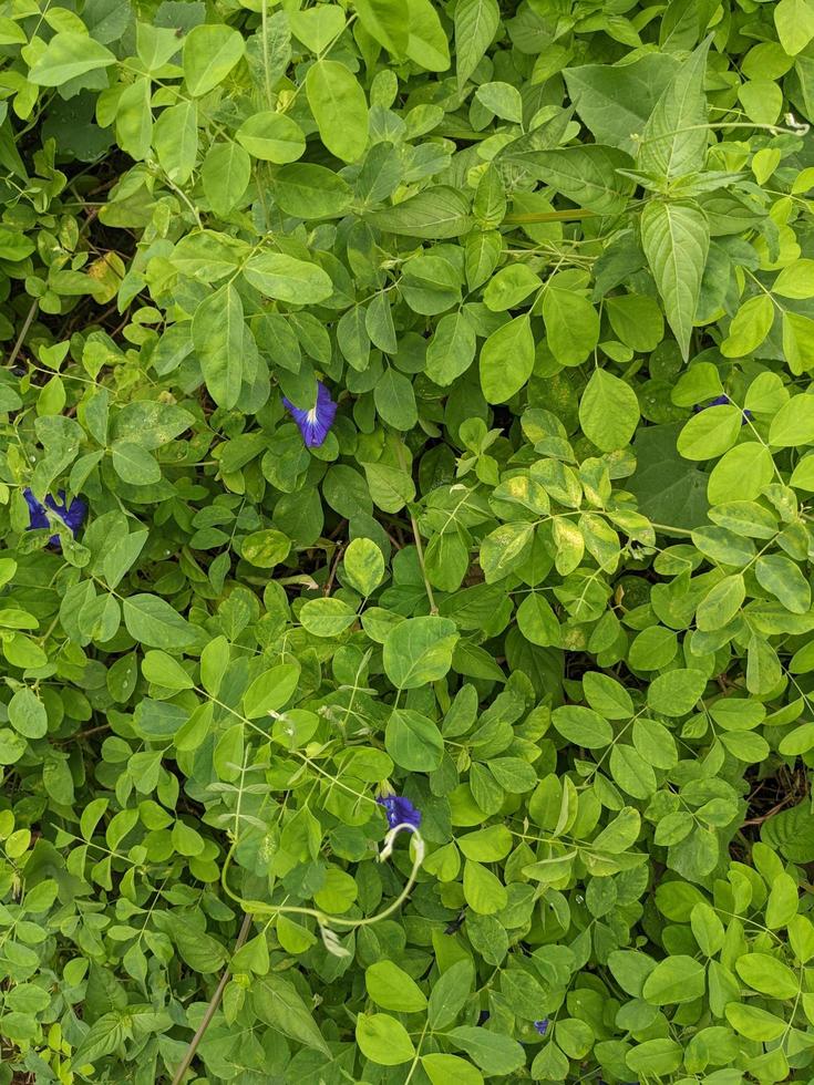 proche en haut vert feuilles sauvage fleur sur le vert jardin lorsque printemps temps. le photo est adapté à utilisation pour la nature Contexte et botanique contenu médias.