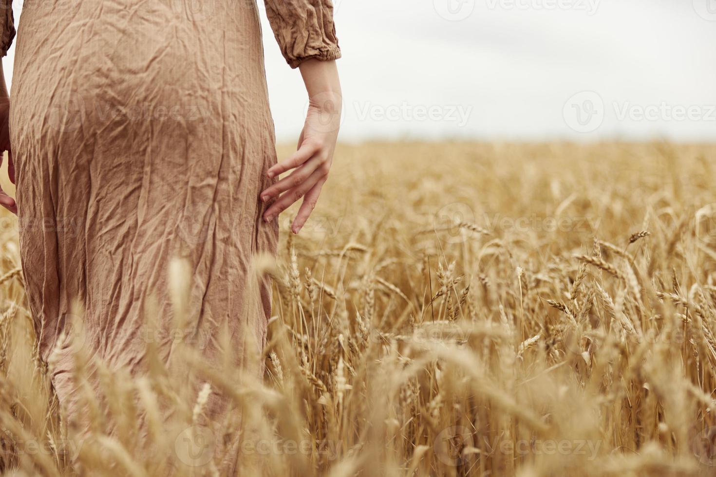 femme mains le agriculteur concerné le maturité de blé oreilles dans de bonne heure été interminable champ photo