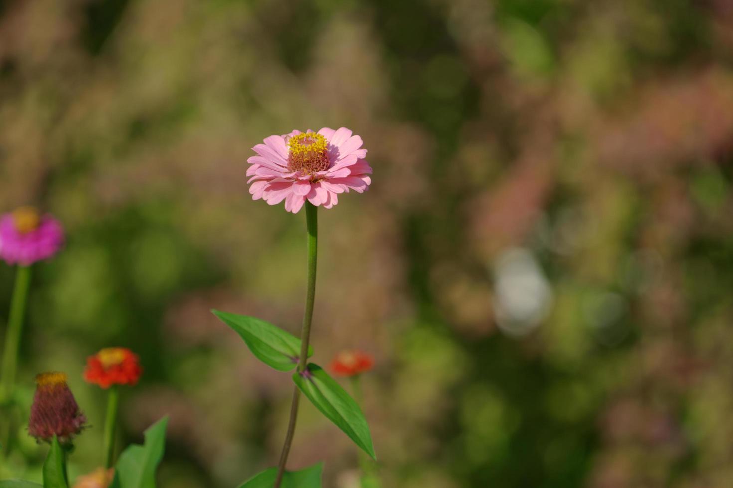 fleurs de zinnia colorées photo