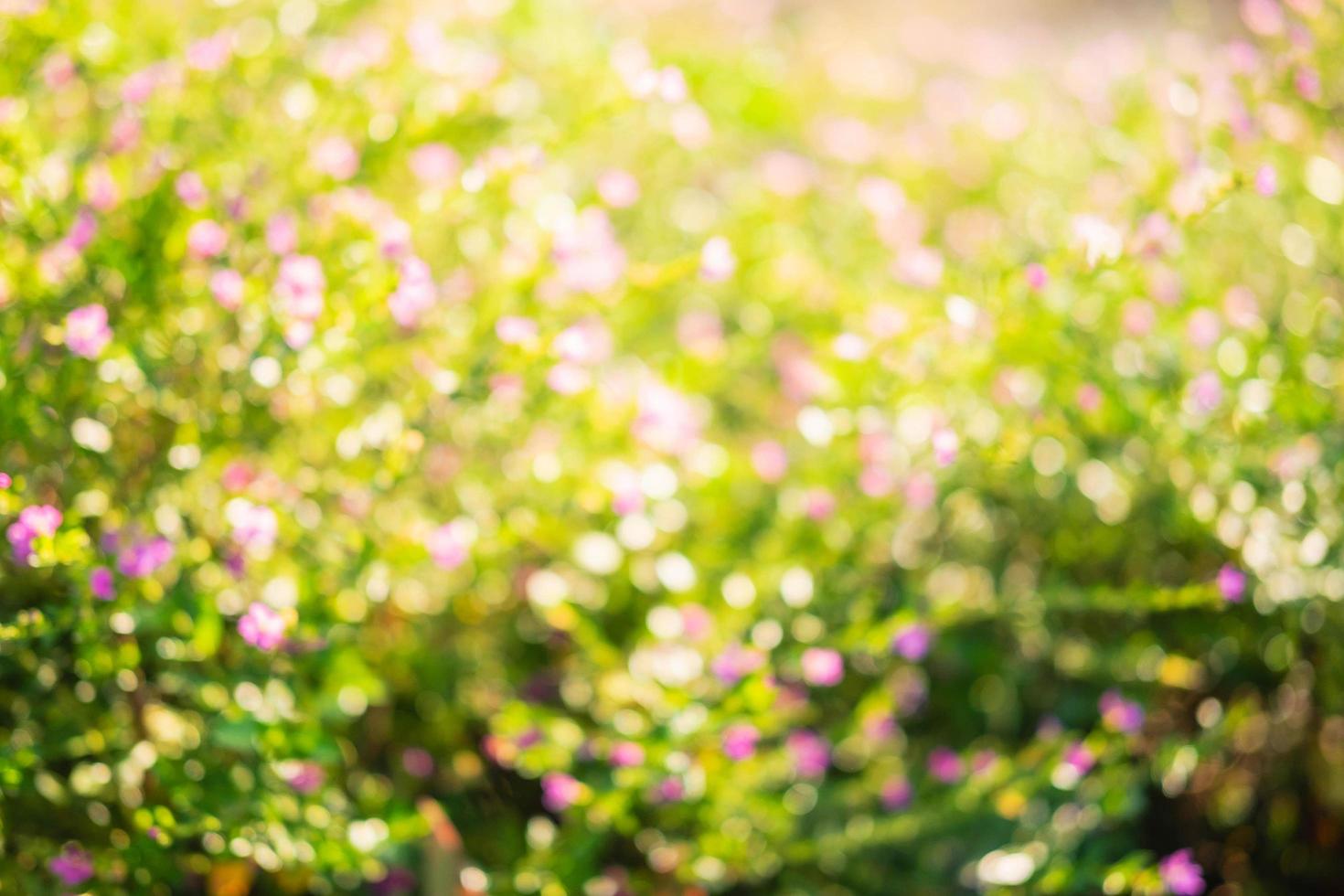 fond de jardin lumineux photo