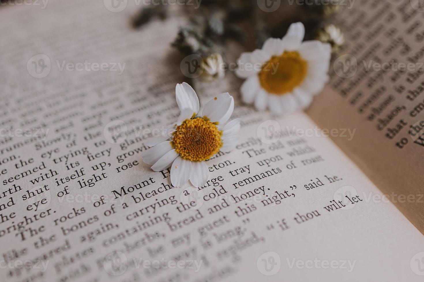 fermer magnifique peu printemps fleur Marguerite camomille sur le Contexte de le vieux livre photo