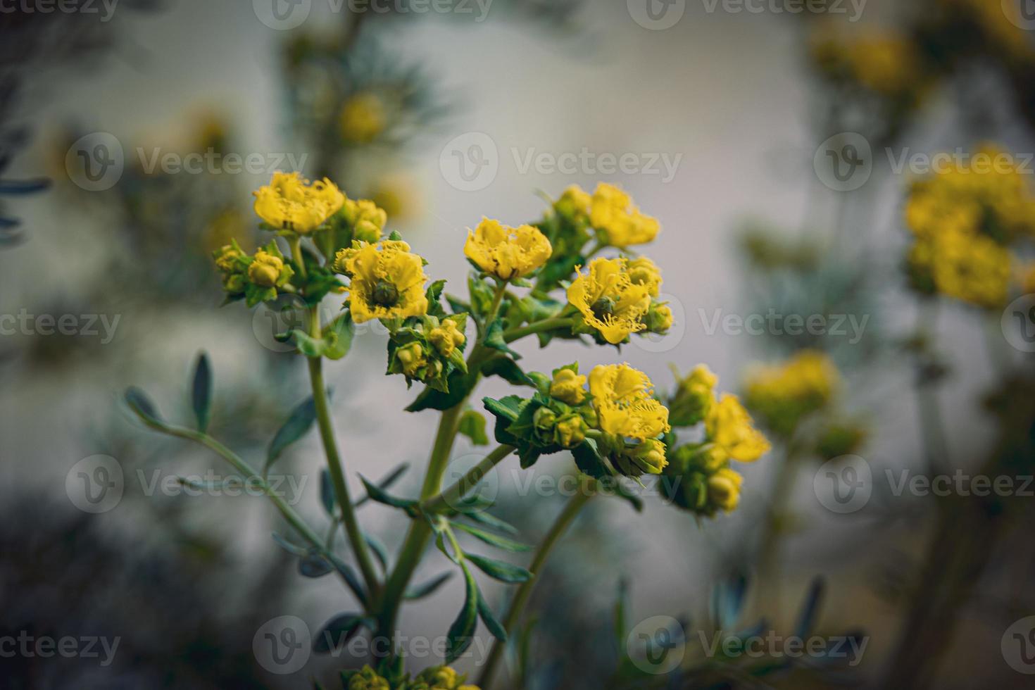 peu Jaune printemps fleur sur une Contexte de une vert jardin fermer photo