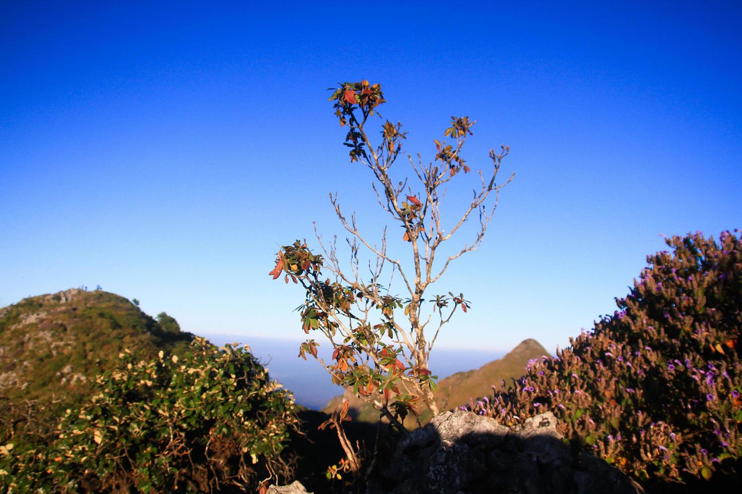 lever du soleil dans Matin avec arbre sur le Roche de Montagne. rayon du soleil avec brouillard et brouillard couverture le jungle colline dans Thaïlande photo