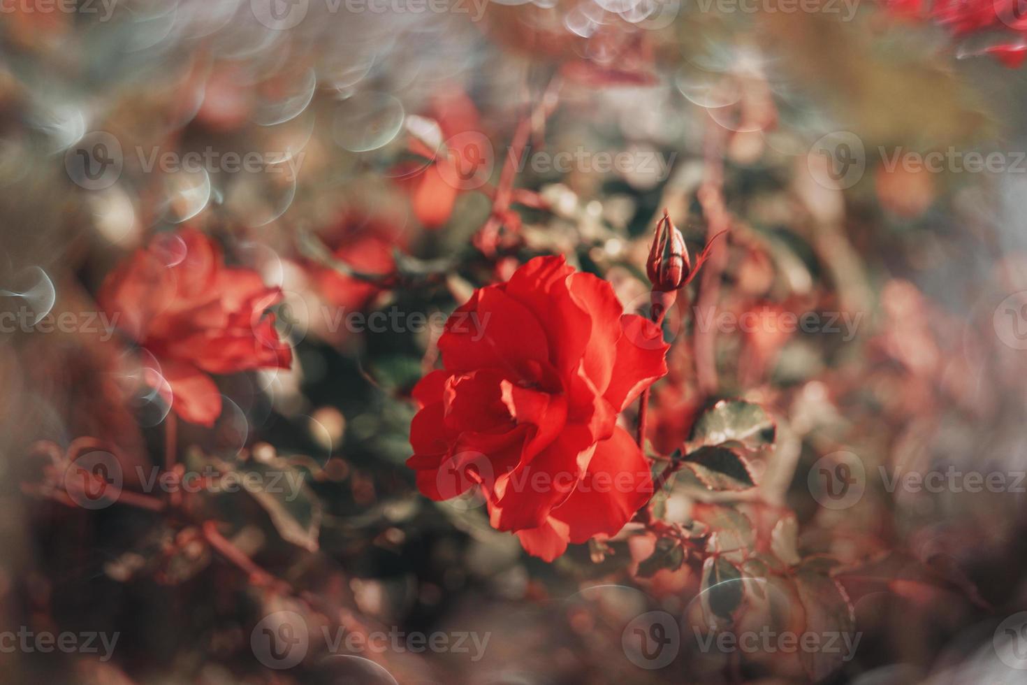 délicat rouge Rose sur vert Contexte avec bokeh dans fermer photo