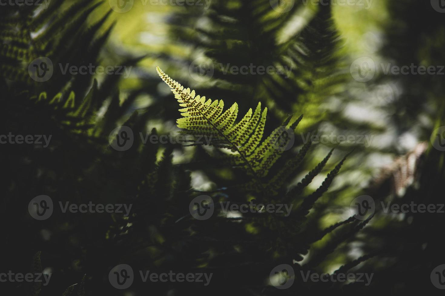 original vert fougère feuilles sur une foncé Contexte dans le forêt sur une été journée photo