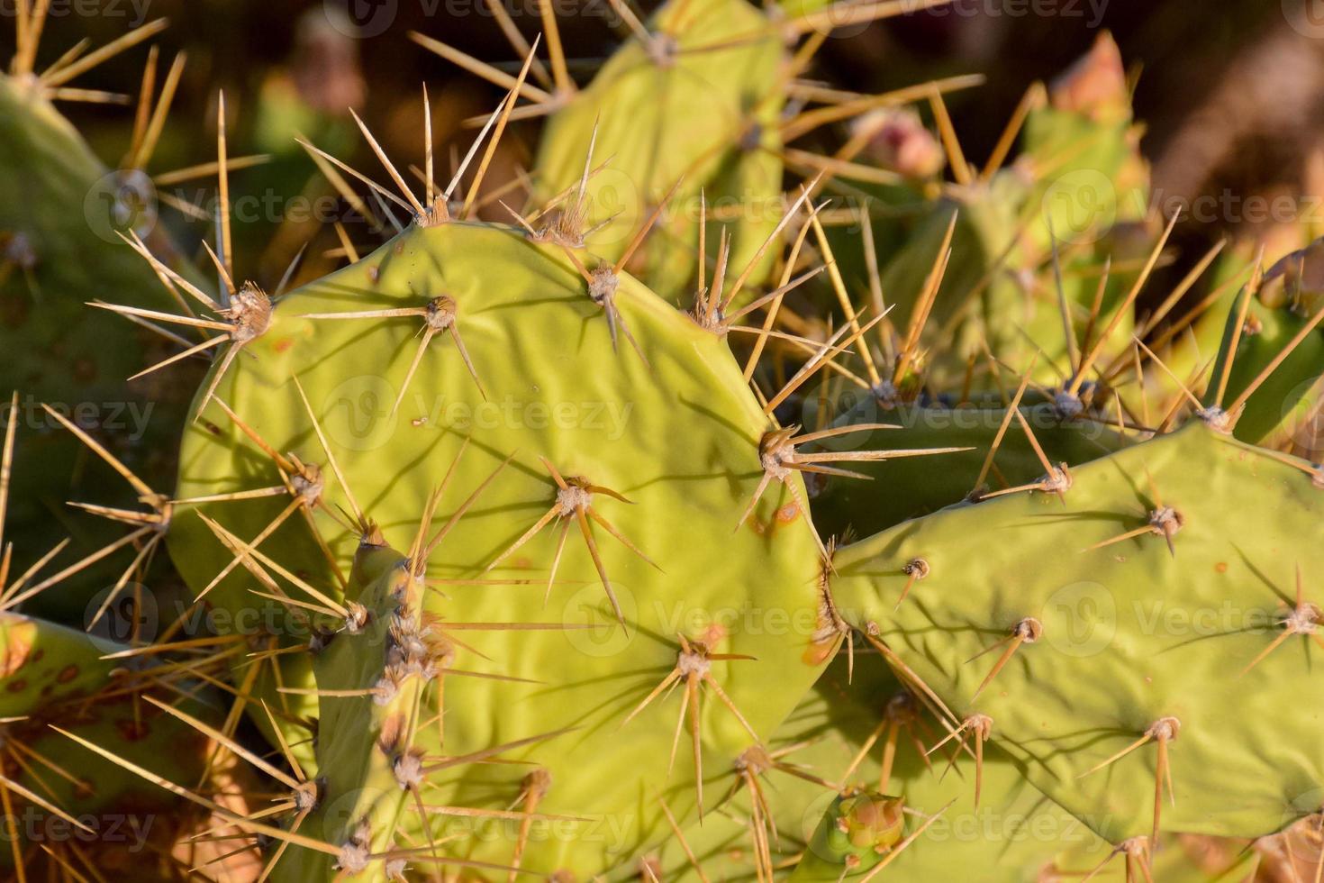 Contexte avec cactus photo