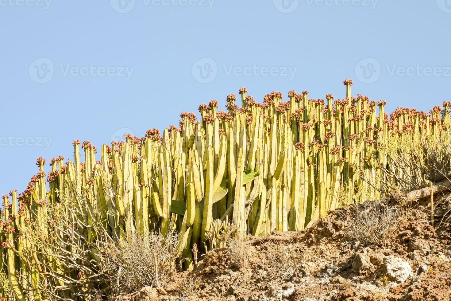 Contexte avec cactus photo