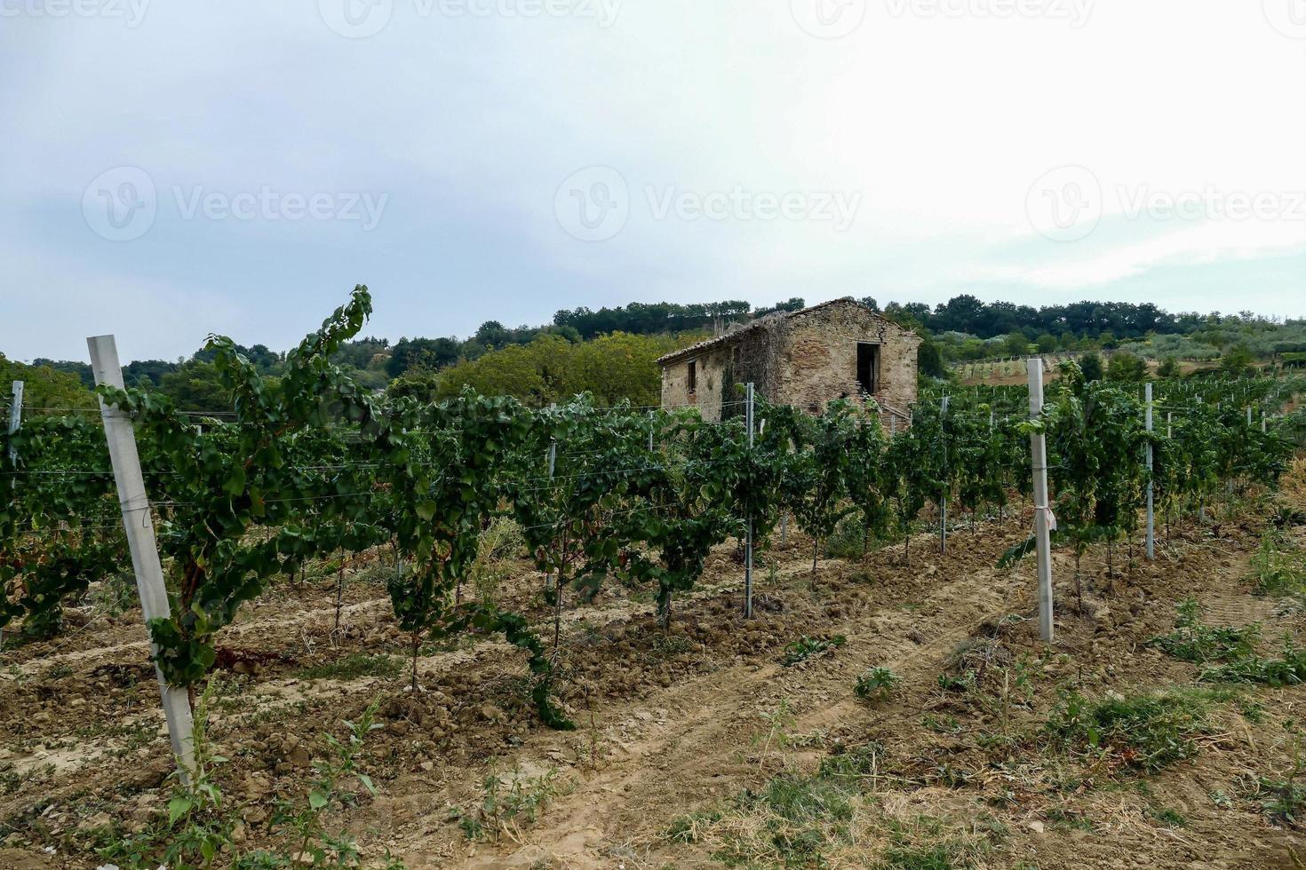 une grain de raisin surgir photo