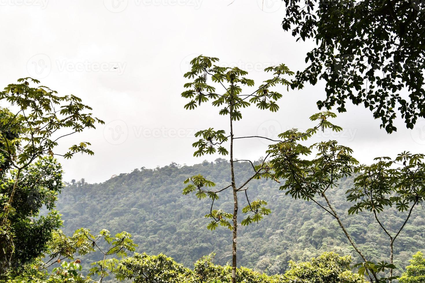 arbres dans la forêt photo