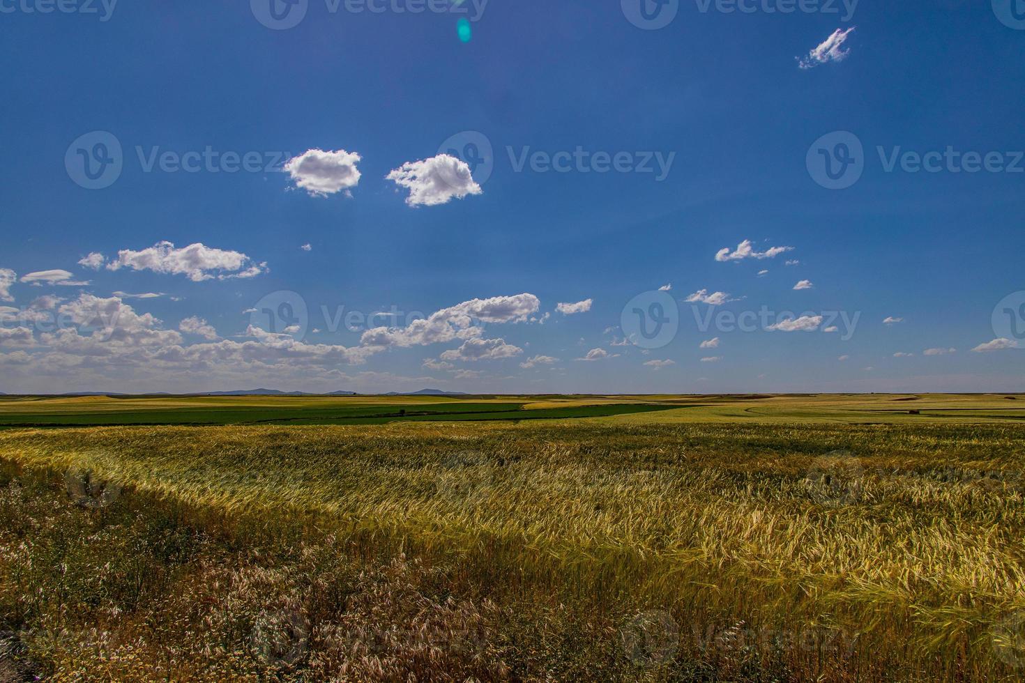 magnifique Naturel agricole Contexte blé dans le champ chaud été avant récolte photo