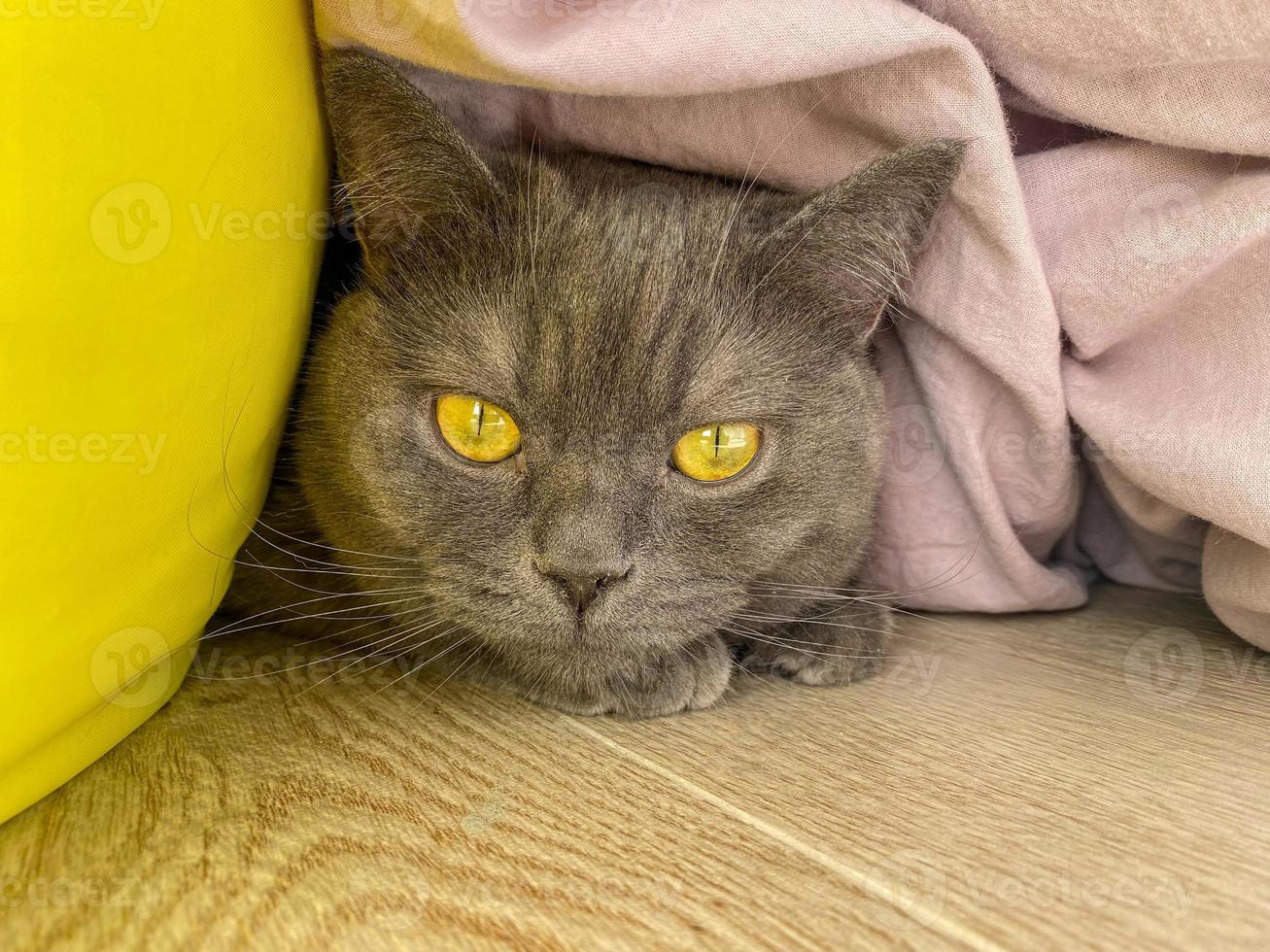 une gris chat avec Jaune yeux cache en dessous de une couverture sur le sol. photo