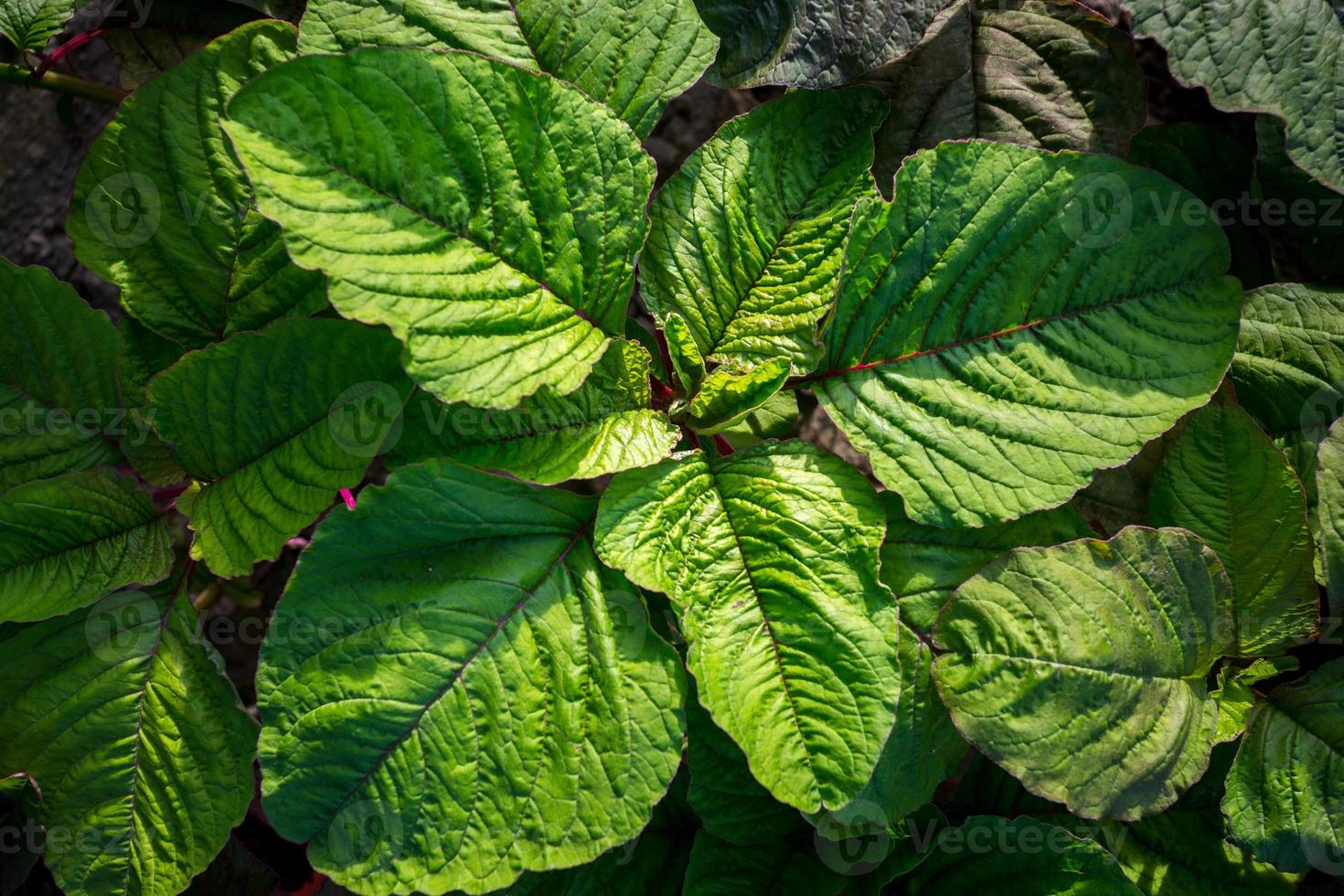 Naturel vert feuille Contexte photo