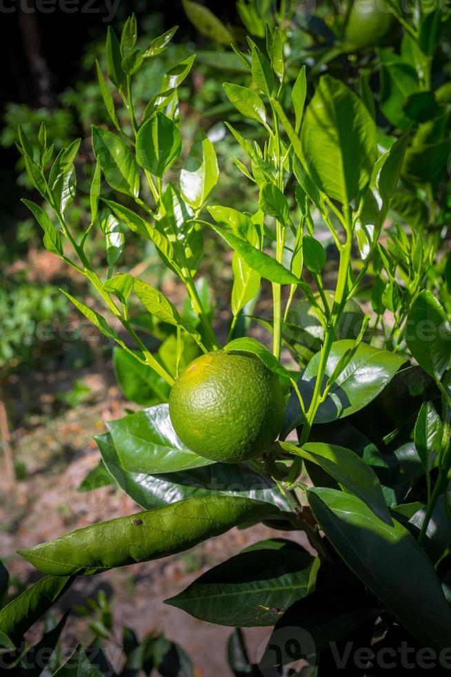 vert Malte agrumes, nu 1 sucré Malte fruit pendaison sur arbre dans Bangladesh. photo