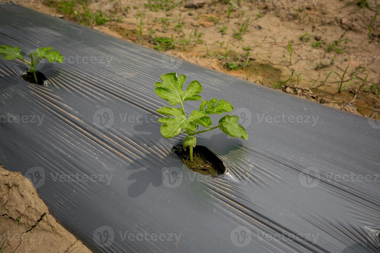 mini usine, pastèques la graine germer mini plante avec sol enveloppé Plastique. photo