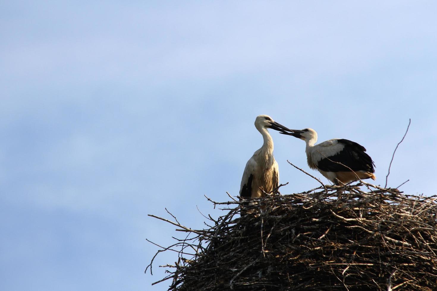 Famille de cigognes printanières dans un nid photo