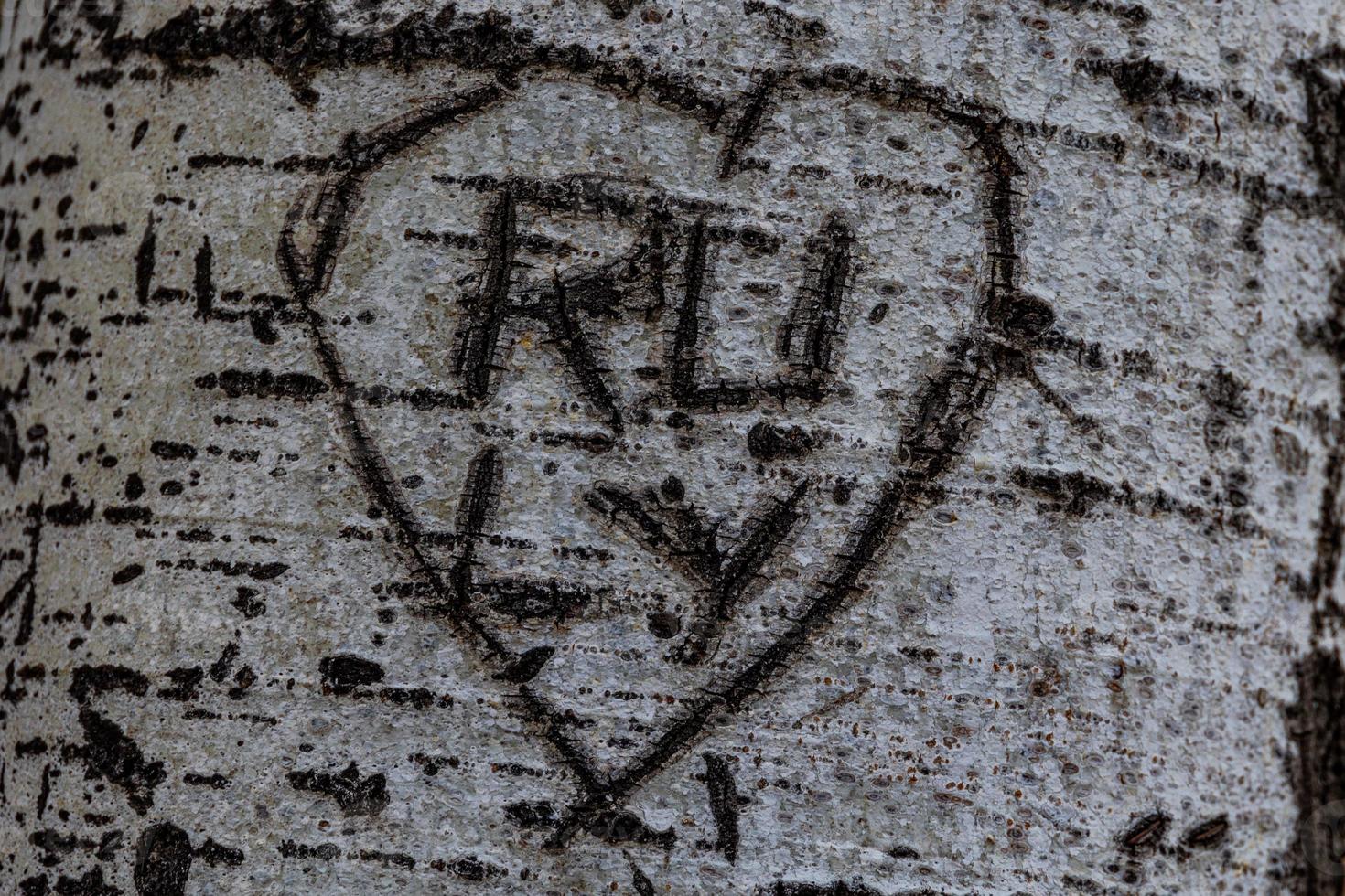 cœur sculpté dans une arbre initiales de les amoureux brillant blanc écorce photo