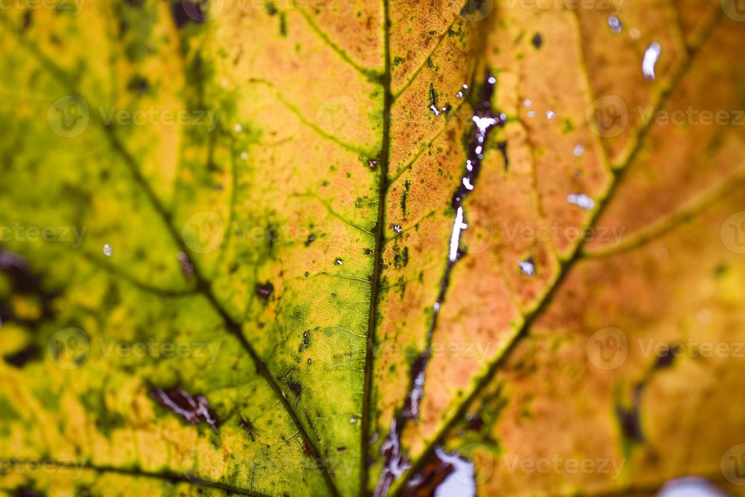 Contexte avec l'automne coloré érable feuilles photo