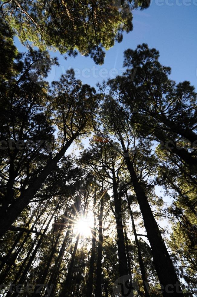 arbres dans la forêt photo