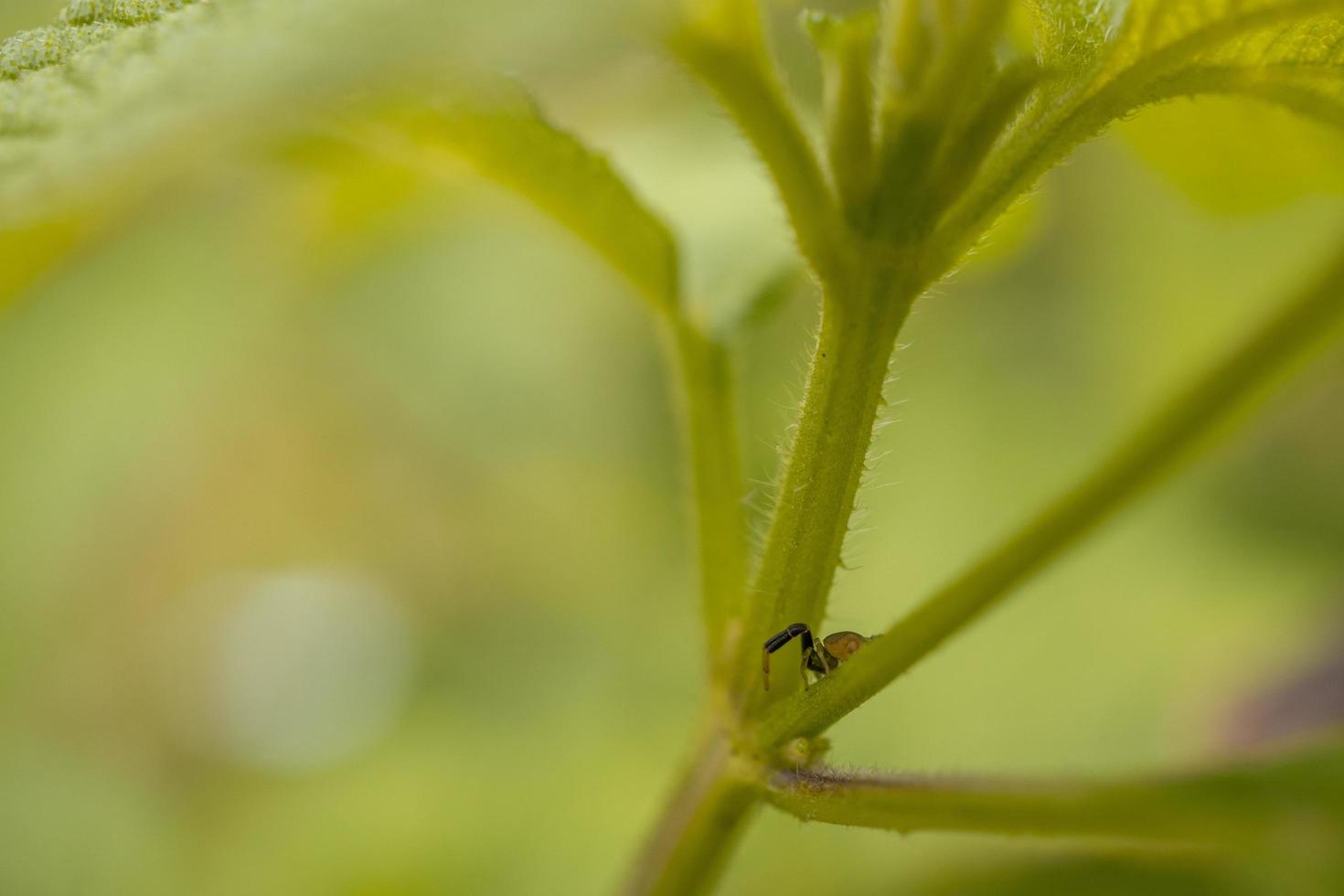 macro photo de peu bébé araignée plus de le branche et vert feuille lorsque printemps saison. le photo est adapté à utilisation pour la nature animal arrière-plan, affiche et publicité.