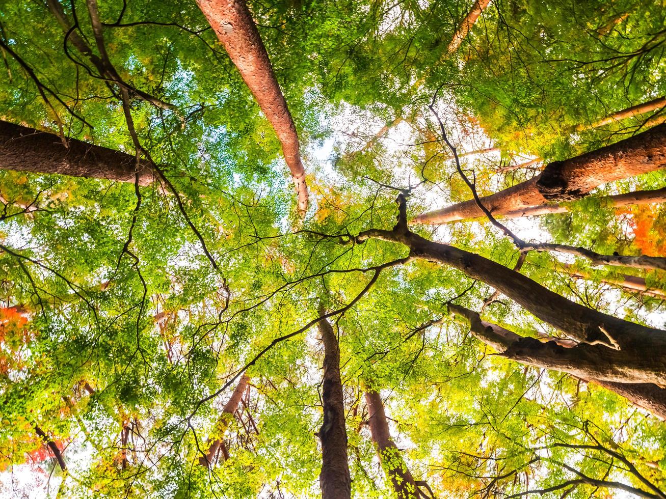 grands arbres dans la forêt, vue d'ange bas photo