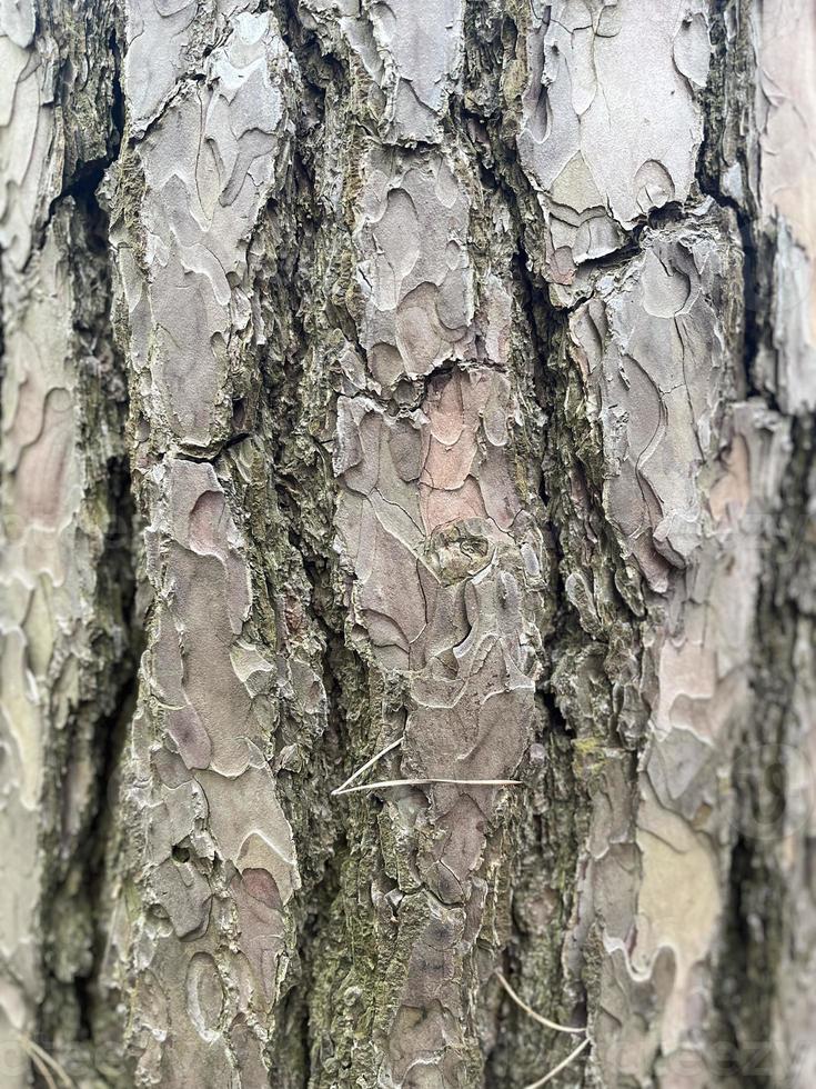 arbre aboyer, écorce arrière-plan, Contexte photo