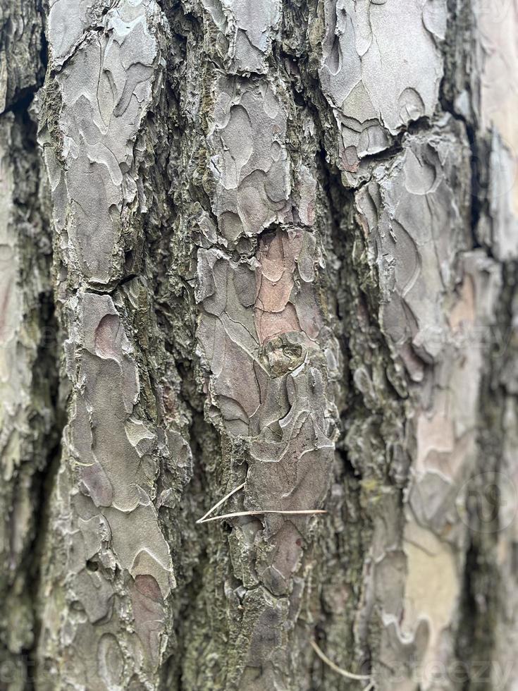 arbre aboyer, écorce arrière-plan, Contexte photo