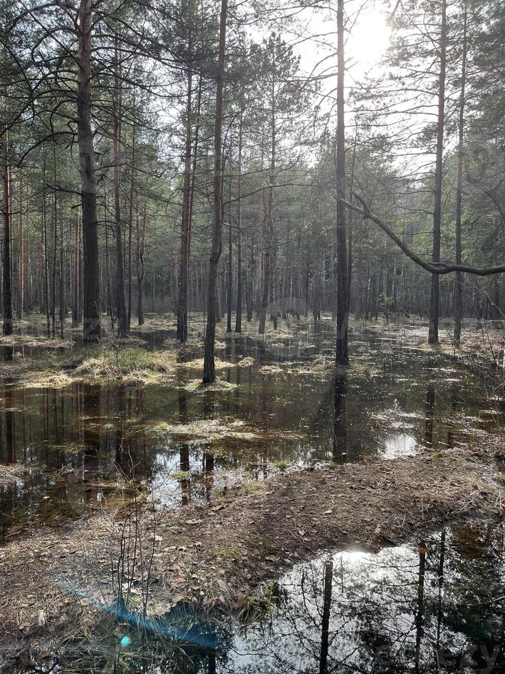 rivière dans la forêt photo