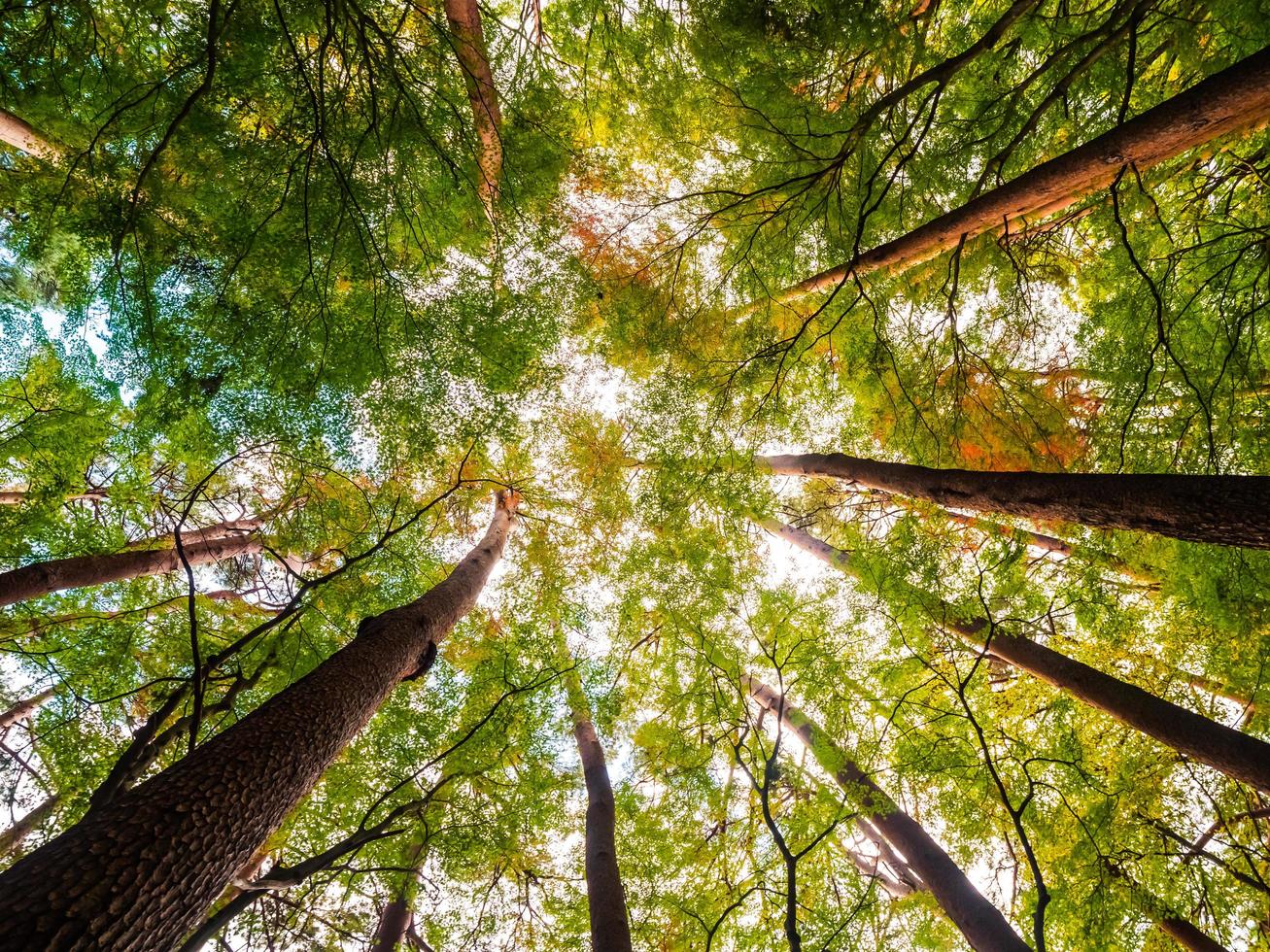 grands arbres dans la forêt, vue d'ange bas photo