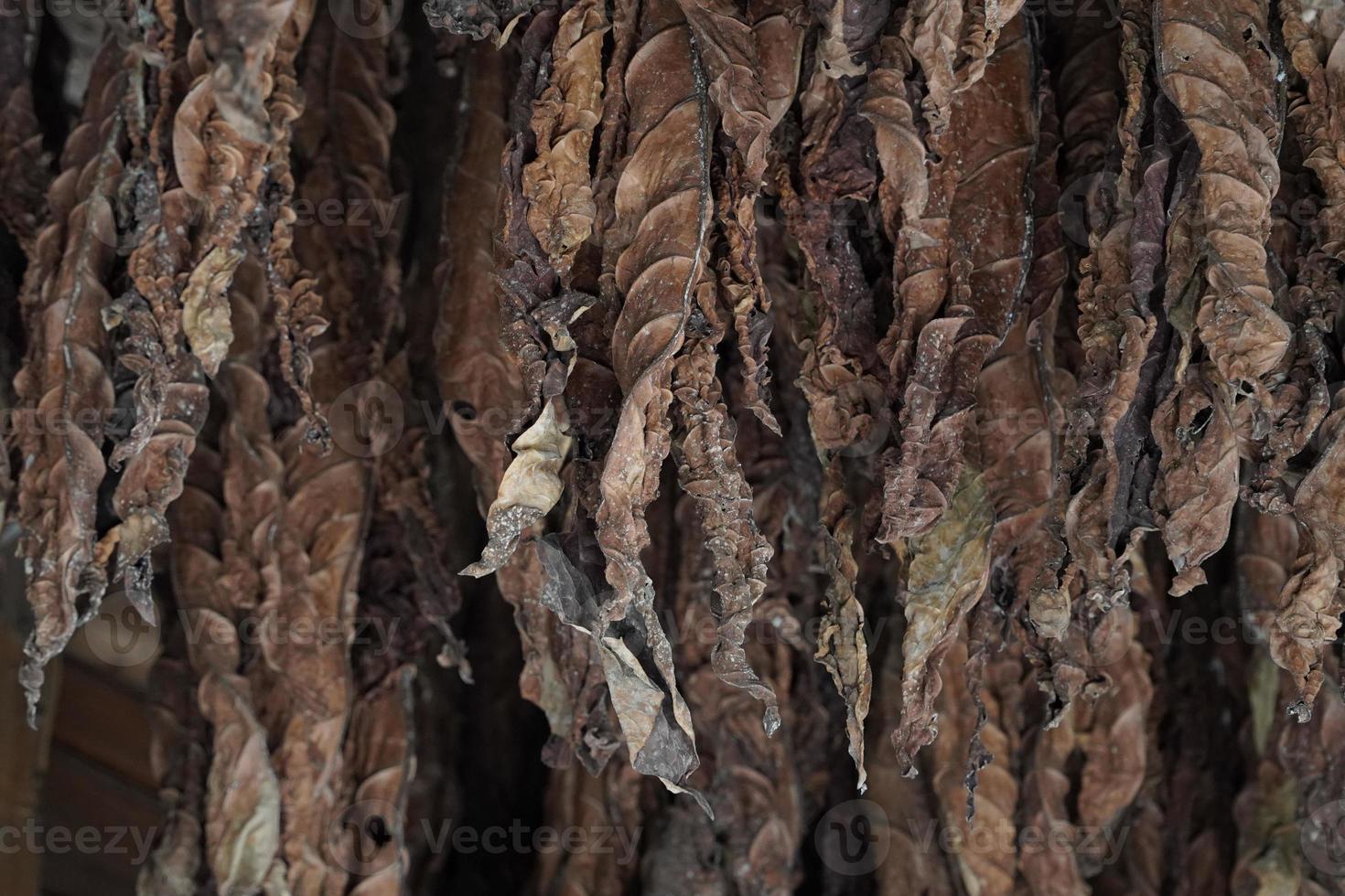 le tabac feuilles pendre de le plafond de une Grange à sec photo