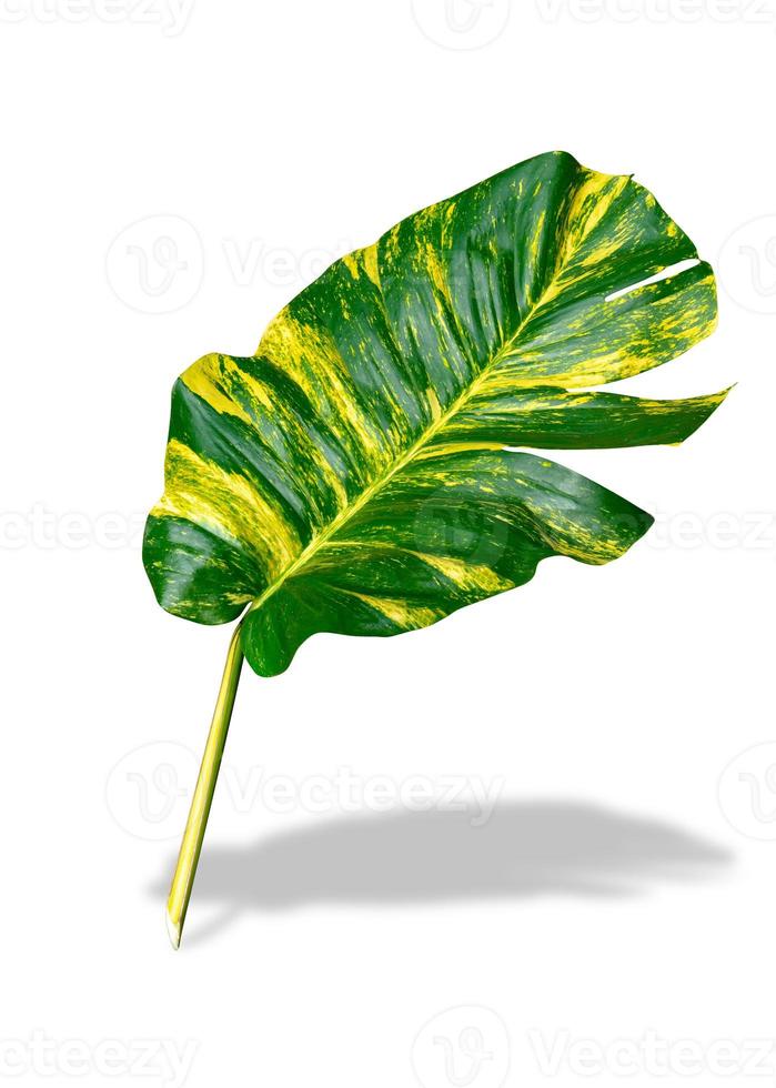 vert feuilles modèle de epipremnum aureum feuillage isolé sur blanc arrière-plan, feuille exotique tropical, diable lierre, d'or pothos, inclure coupure chemin photo