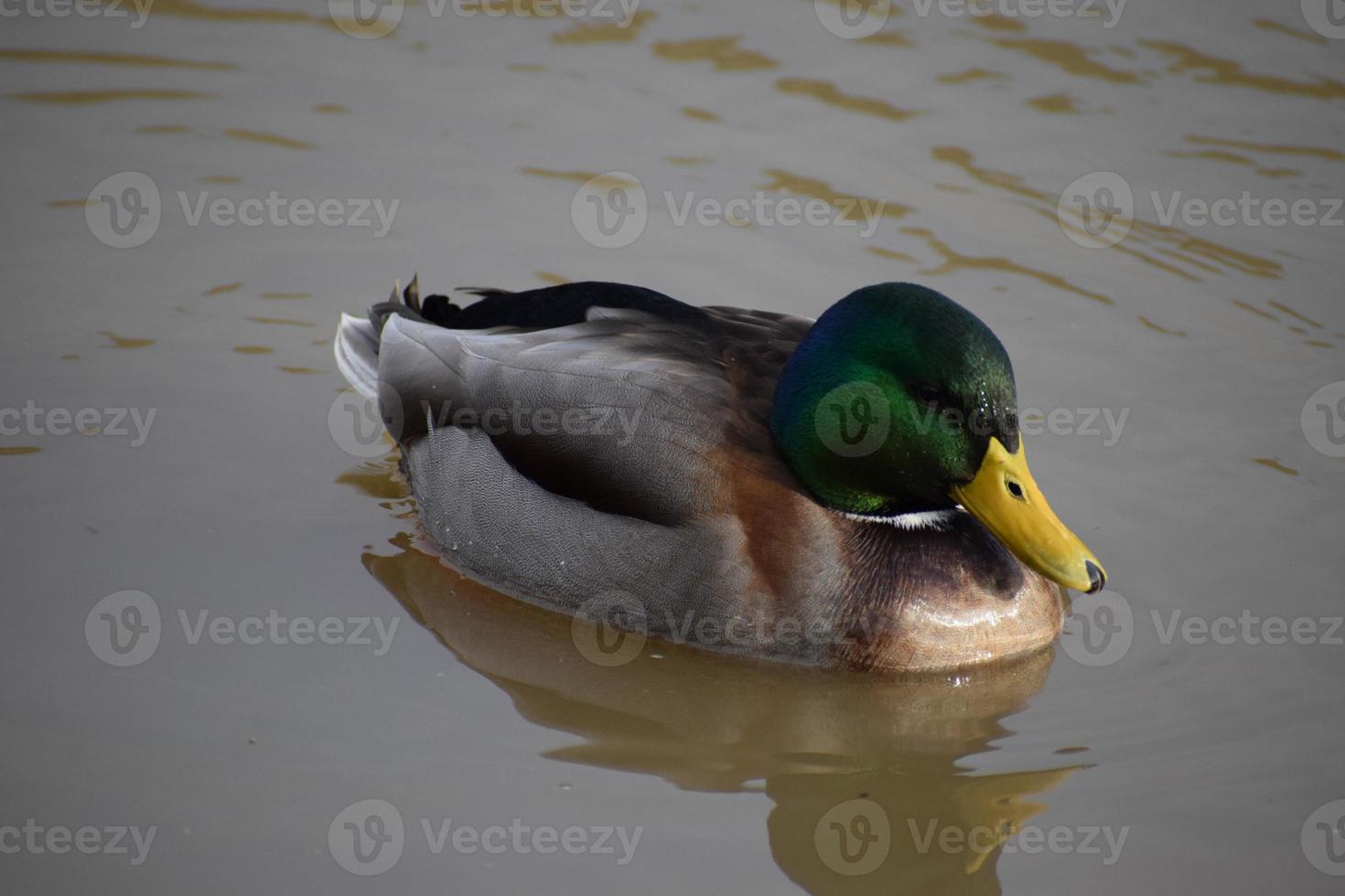 canard dans l'eau photo