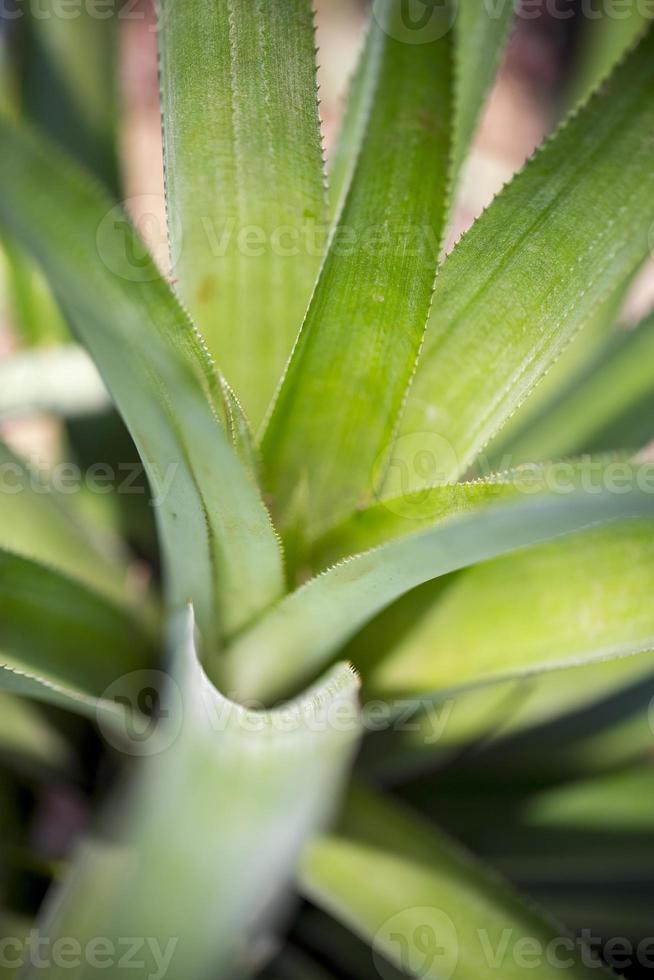 Haut vues de ananas fruit feuilles modèle à madhupur, tangail, Bangladesh. photo