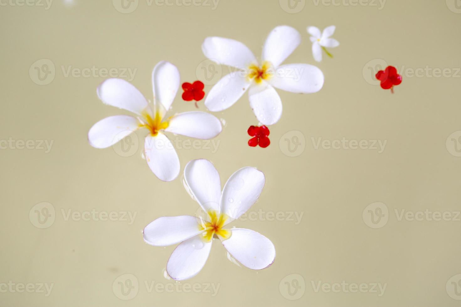 Trois blanc plumeria fleurs sont flottant dans le l'eau. fleurs Contexte. photo