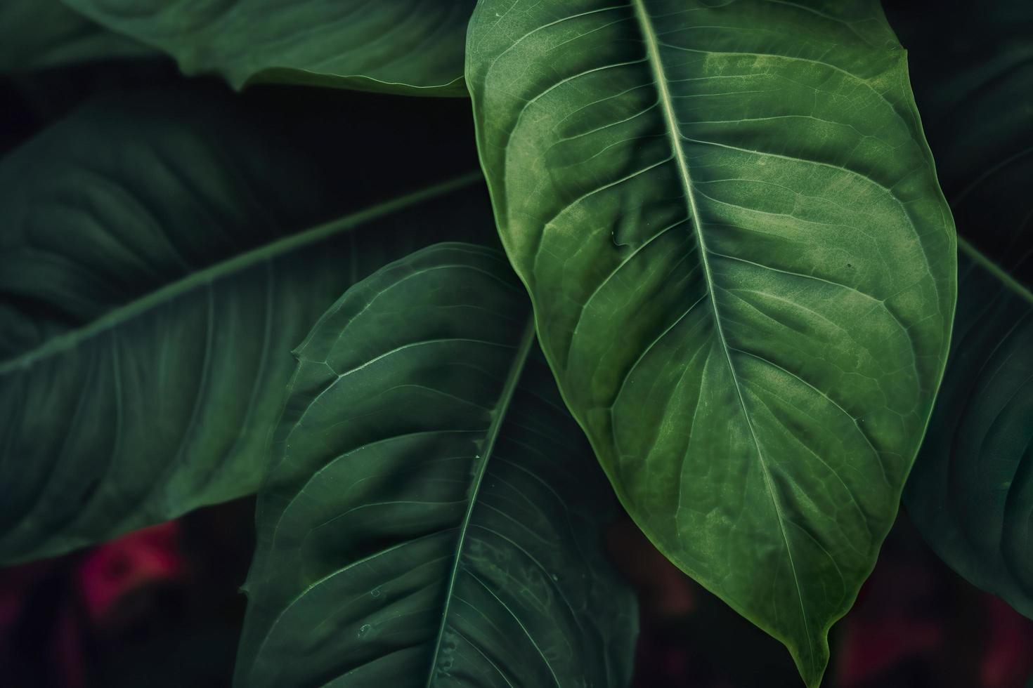 tropical feuilles coloré fleur sur foncé tropical feuillage la nature Contexte foncé vert feuillage nature, générer ai photo