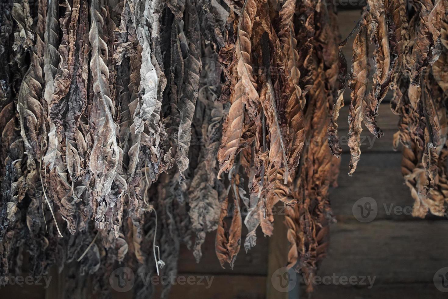 le tabac feuilles pendre de le plafond de une Grange à sec photo